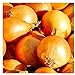 Photo 250 Utah Yellow Sweet Spanish Onion Seeds | Non-GMO | Fresh Garden Seeds | Instant Latch review