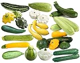 This is a Mix!!! 50+ Zucchini and Squash Mix Seeds 12 Varieties Non-GMO Delicious Grown in USA. Rare, Super Profilic Photo, new 2024, best price $6.79 ($0.14 / Count) review