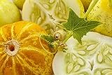 12 Graines de Concombre Citron - légumes ancien potager - méthode BIO Photo, nouveau 2024, meilleur prix 4,24 € (4,24 € / count) examen