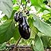 Foto Berenjena, semillas de berenjena - Solanum melongena revisión