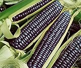 David's Garden Seeds Corn Dent Blue Hopi 3448 (Blue) 50 Non-GMO, Heirloom Seeds Photo, new 2024, best price $4.45 review