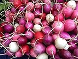 Radish Easter Rainbow Mix Seeds Choose Your Packet Size Easy Grow Heirloom Microgreens and Sprouting bin286 (250 Seeds) Photo, new 2024, best price $2.99 review