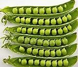 Pea Seed, Sugar Daddy, Heirloom, Non GMO, 20 Seeds, Perfect Peas Photo, new 2024, best price $1.99 review