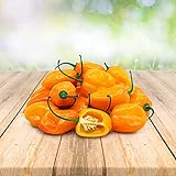 Habanero Orange 25 x Samen aus Portugal 100% Natürlich ohne Chemische Anzuchthilfe oder Gentechnik Foto, neu 2024, bester Preis 2,99 € (2,99 € / stück) Rezension