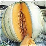 Melon charentais 30 graines Il est un melon européen classique Photo, nouveau 2024, meilleur prix 4,39 € examen