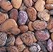 Photo Jackson Wonder Butterbean Bush Lima Bean Seed Heirloom Beans 25 Count Seeds review
