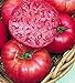 Photo Pink Ponderosa Heirloom Tomato Seeds - Large Tomato - One of The Most Delicious Tomatoes for Home Growing, Non GMO - Neonicotinoid-Free. review