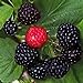 Photo Black Raspberry Bush Seeds! SWEET DELICIOUS FRUIT review