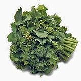 Broccoli Raab Seeds, Rapini, Heirloom, Non GMO, 100 Seeds, Delicious a Culinary Delight Photo, new 2024, best price $2.99 review