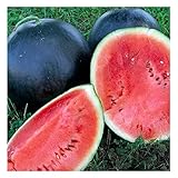 25 Black Diamond Watermelon Seeds | Non-GMO | Heirloom | Instant Latch Garden Seeds Photo, new 2024, best price $6.95 review