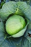 Burpee Brunswick Cabbage Seeds 260 seeds Photo, new 2024, best price $6.00 review