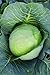 Photo Burpee Brunswick Cabbage Seeds 260 seeds review
