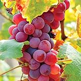 Van Zyverden 83721 Grapes Flame seedless Set of 1 Fruit-Plants, 2 Year, Greenish Photo, new 2024, best price $14.99 review