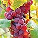 Photo Van Zyverden 83721 Grapes Flame seedless Set of 1 Fruit-Plants, 2 Year, Greenish review