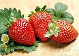 200pcs Giant Strawberry Seeds, Sweet Red Strawberry Garden Strawberry Fruit Seeds, for Garden Planting Photo, new 2024, best price $9.90 review