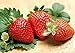Photo 200pcs Giant Strawberry Seeds, Sweet Red Strawberry Garden Strawberry Fruit Seeds, for Garden Planting review