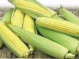 Corn, Golden Bantam Yellow Corn, Heirloom, Non-GMO,20 Seeds, Delicious and Sweet Veggie Photo, new 2024, best price $1.99 ($0.10 / Count) review