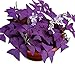 Photo Oxalis Triangularis 10 Bulbs - Purple Shamrocks Lucky Lovely Flowers Bulbs Grows Indoor or Outdoor review