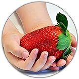 Fresas gigantes - Fragaria Ananassa - Semillas de fresa - 50 semillas - La fresa más grande del mundo - Sabor intenso - Rica en vitaminas Foto, nuevo 2024, mejor precio 4,49 € revisión