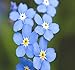 Photo Big Pack - (50,000) French Forget Me Not, Myosotis sylvatica Flower Seeds - Perennial Zone 3-9 - Flower Seeds By MySeeds.Co (Big Pack - Forget Me Not) review