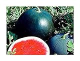 Melone - Wassermelone Sugar Baby - Zucker Baby - 10 Samen Foto, neu 2024, bester Preis 1,70 € Rezension