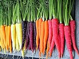 500+ Rainbow Carrot Seeds to Grow - Colorful Blend of Exotic Colored Carrots. Edible Vegetables. Made in USA Photo, new 2024, best price $9.99 review