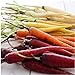 Photo David's Garden Seeds Carrot Rainbow Blend 9334 (Multi) 200 Non-GMO, Open Pollinated Seeds review