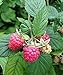 Photo Polka Raspberry Bare Root - Non-GMO - Nearly THORNLESS - Produces Large, Firm Berries with Good Flavor - Wrapped in Coco Coir - GreenEase by ENROOT (4) review