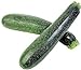 Photo 50 Black Beauty Zucchini Summer Squash Cucurbita Pepo Vegetable Seeds review