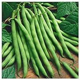 Everwilde Farms - 1 Lb Provider Green Bean Seeds - Gold Vault Photo, new 2024, best price $9.60 review
