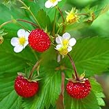 Outsidepride Strawberry Vesca Baron - 5000 Seeds Photo, new 2024, best price $5.49 review