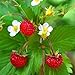 Photo Outsidepride Strawberry Vesca Baron - 5000 Seeds review