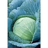 Stonehead Cabbage Seeds (60+ Seed Package) Photo, new 2024, best price $6.69 review