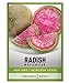 Photo Watermelon Radish Seeds for Planting - Heirloom, Non-GMO Vegetable Seed - 2 Grams of Seeds Great for Outdoor Spring, Winter and Fall Gardening by Gardeners Basics review