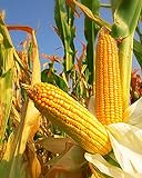 300 Seeds Yellow Dent Corn Kernels Grain Corn Seeds Field Corn for Corn Meal Grinding Planting Heirloom Non-GMO Photo, new 2024, best price $10.50 ($148.94 / Ounce) review