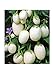 Foto Aubergine White Mini - Eierfrucht - 20 Samen Rezension