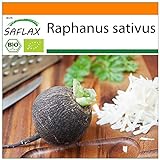 SAFLAX - BIO - Schwarzer Spanischer Rettich - 100 Samen - Raphanus sativus Foto, neu 2024, bester Preis 3,95 € Rezension
