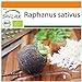 Foto SAFLAX - BIO - Schwarzer Spanischer Rettich - 100 Samen - Raphanus sativus Rezension