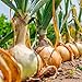 Photo David's Garden Seeds Onion Short-Day Texas Grano 1015Y 1766 (Yellow) 200 Non-GMO, Heirloom Seeds review