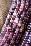 Amethyst Dream Purple Glass Gem Cherokee Indian Corn Heirloom Premium Seed Packet + More Photo, new 2024, best price $4.99 review