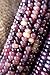 Photo Amethyst Dream Purple Glass Gem Cherokee Indian Corn Heirloom Premium Seed Packet + More review
