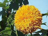 Sonnenblumenkerne 20 / Pack (Helianthus annus) Bio-Hausgarten ohne GVO Sonnige Sonnenblumenkerne Offene bestäubte Samen zum Pflanzen von großen Teddy-Sonnenblumen Foto, neu 2024, bester Preis 7,02 € Rezension