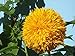 Foto Sonnenblumenkerne 20 / Pack (Helianthus annus) Bio-Hausgarten ohne GVO Sonnige Sonnenblumenkerne Offene bestäubte Samen zum Pflanzen von großen Teddy-Sonnenblumen Rezension
