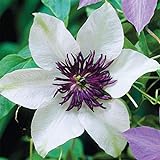 50 White and Purple Clematis Seeds Bloom Climbing Perennial Flowers Seed Flower Vine Climbing Perennial Photo, new 2024, best price $9.99 review