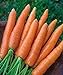 Photo 700+ Seeds of Carrot Scarlet Nantes, Daucus carota, Great Flavor, Texture, Uniformity Carrot, Heirloom, Non-GMO Seeds, Open Pollinated, Cool Season review