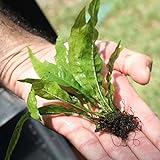 Java Fern Microsorum pteropus Buy 2 Get 1 Free | Beginner Live Aquarium Aquatic Plants Freshwater Plant for Planted Tank , Best Tropical plants for Fish Tanks for Sale Online Photo, new 2024, best price $6.79 review