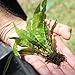 Photo Java Fern Microsorum pteropus Buy 2 Get 1 Free | Beginner Live Aquarium Aquatic Plants Freshwater Plant for Planted Tank , Best Tropical plants for Fish Tanks for Sale Online review