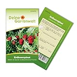 Erdbeerspinat Samen - Chenopodium foliosum - Erdbeerspinatsamen - Gemüsesamen - Saatgut für 200 Pflanzen Foto, neu 2024, bester Preis 1,99 € (0,01 € / stück) Rezension