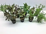 Aquarienpflanzen Set Wasserpflanzen 5 Töpfe. ideal für den Anfänger Foto, neu 2024, bester Preis 19,50 € (3,90 € / stück) Rezension