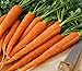 Photo Pelleted - Tendersweet Carrot Seeds - Pelleted - Wow!! These are Sooooo Good!!!!(100 - Seeds) review